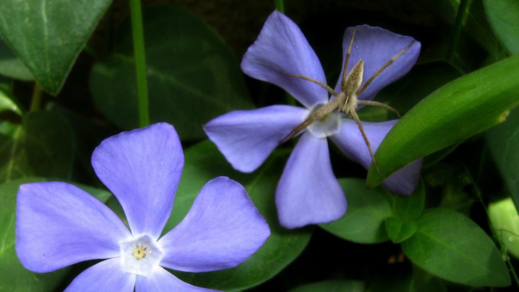 558082 HD Wallpaper Desktop Background