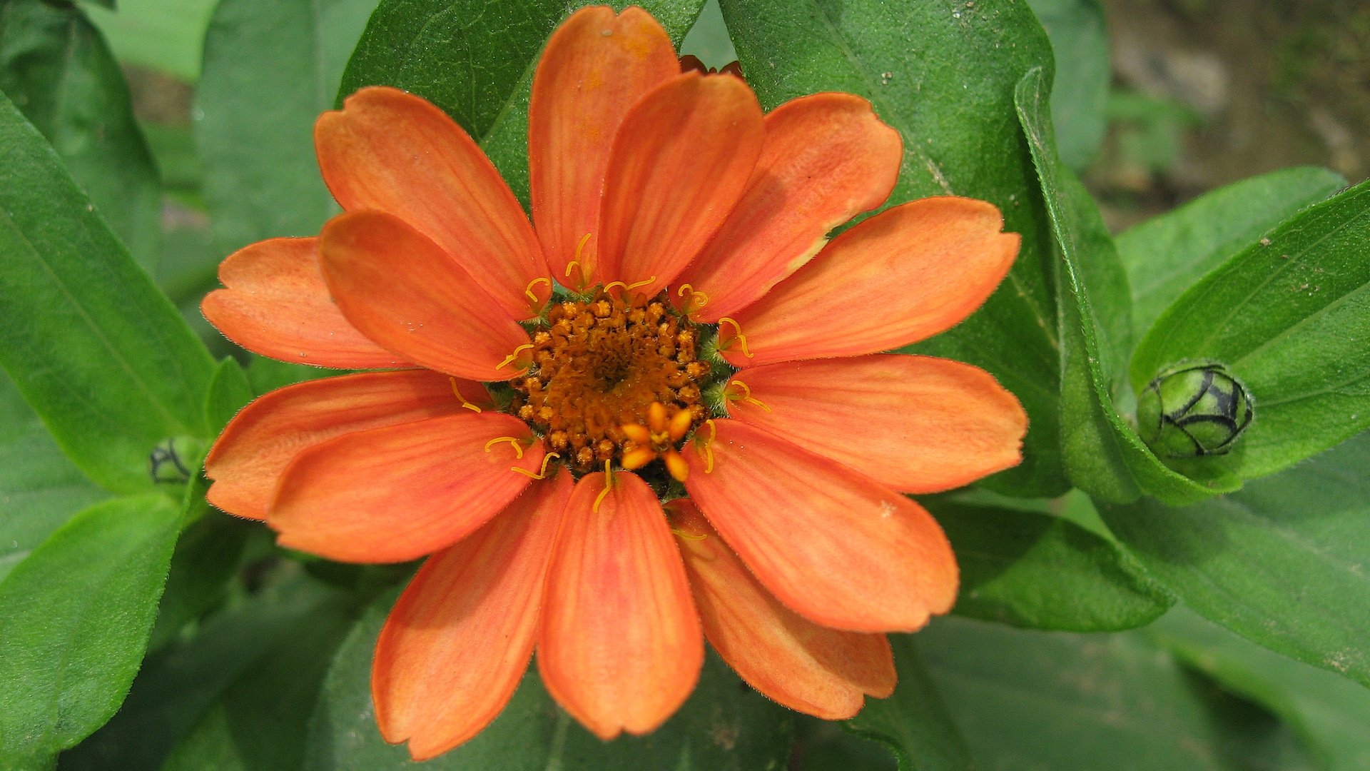 558188 Wallpapers HD / Desktop and Mobile Backgrounds