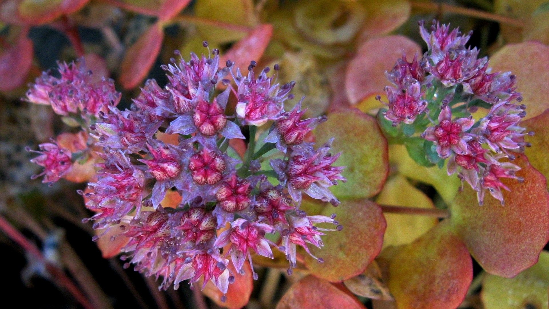 558216 Wallpapers HD / Desktop and Mobile Backgrounds