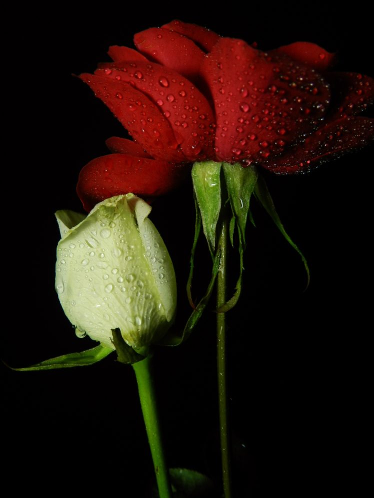 1 HD Wallpaper Desktop Background