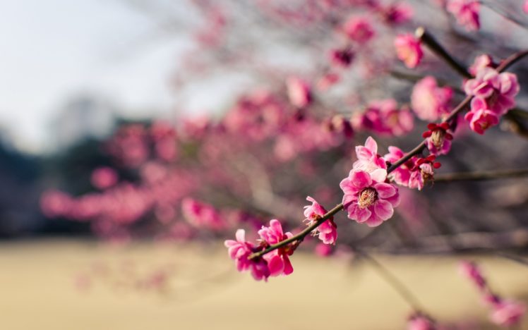 japan, Park, Plum, Tree, Branches, Flowers, Pink, Petals, Close up, Blurred HD Wallpaper Desktop Background