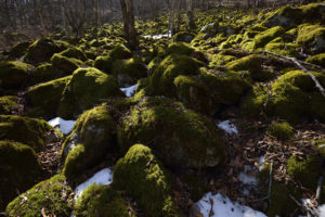 moss, Rocks, Stones, Snow, Trees, Forest, Sunlight, Winter, Shadows