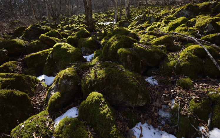 moss, Rocks, Stones, Snow, Trees, Forest, Sunlight, Winter, Shadows HD Wallpaper Desktop Background