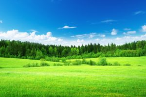 nature, Field, Grass, Woods, Trees, Green, Forest, Sky, Clouds, Landscapes