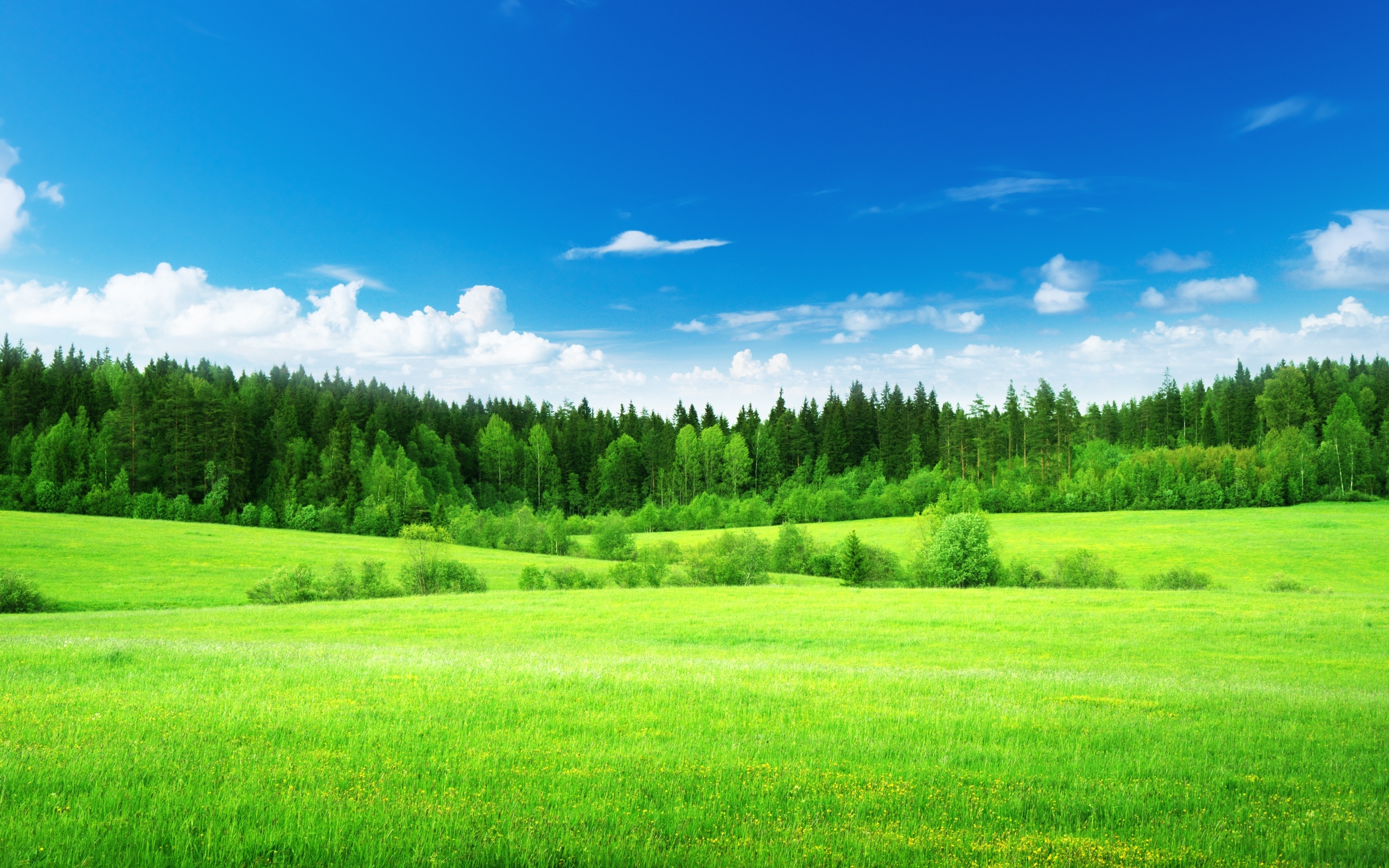 nature, Field, Grass, Woods, Trees, Green, Forest, Sky, Clouds, Landscapes Wallpaper