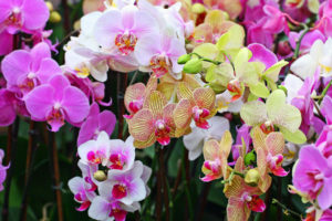 orchid, Phalaenopsis, Flower, Nature, Color, Petals