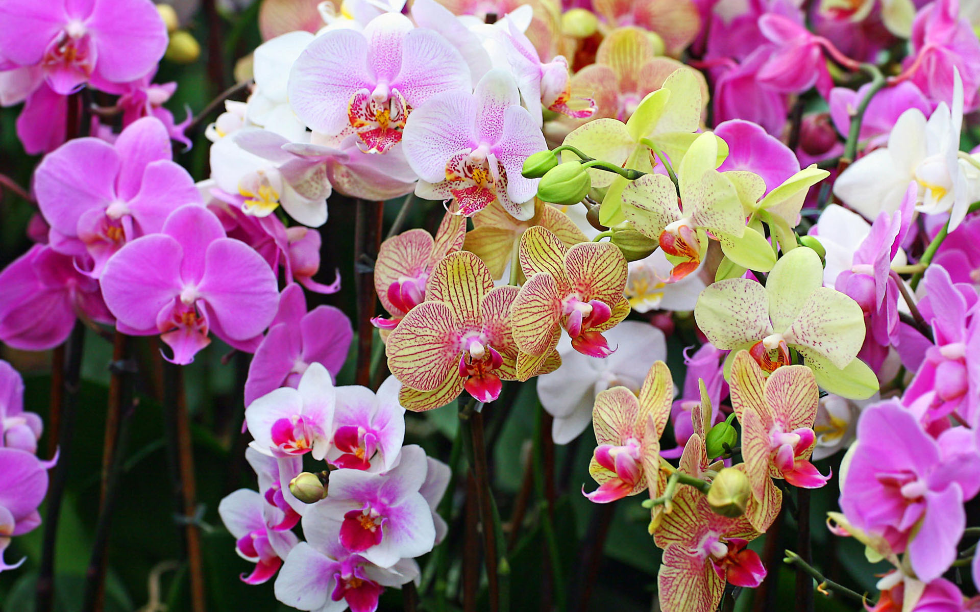 orchid, Phalaenopsis, Flower, Nature, Color, Petals Wallpaper