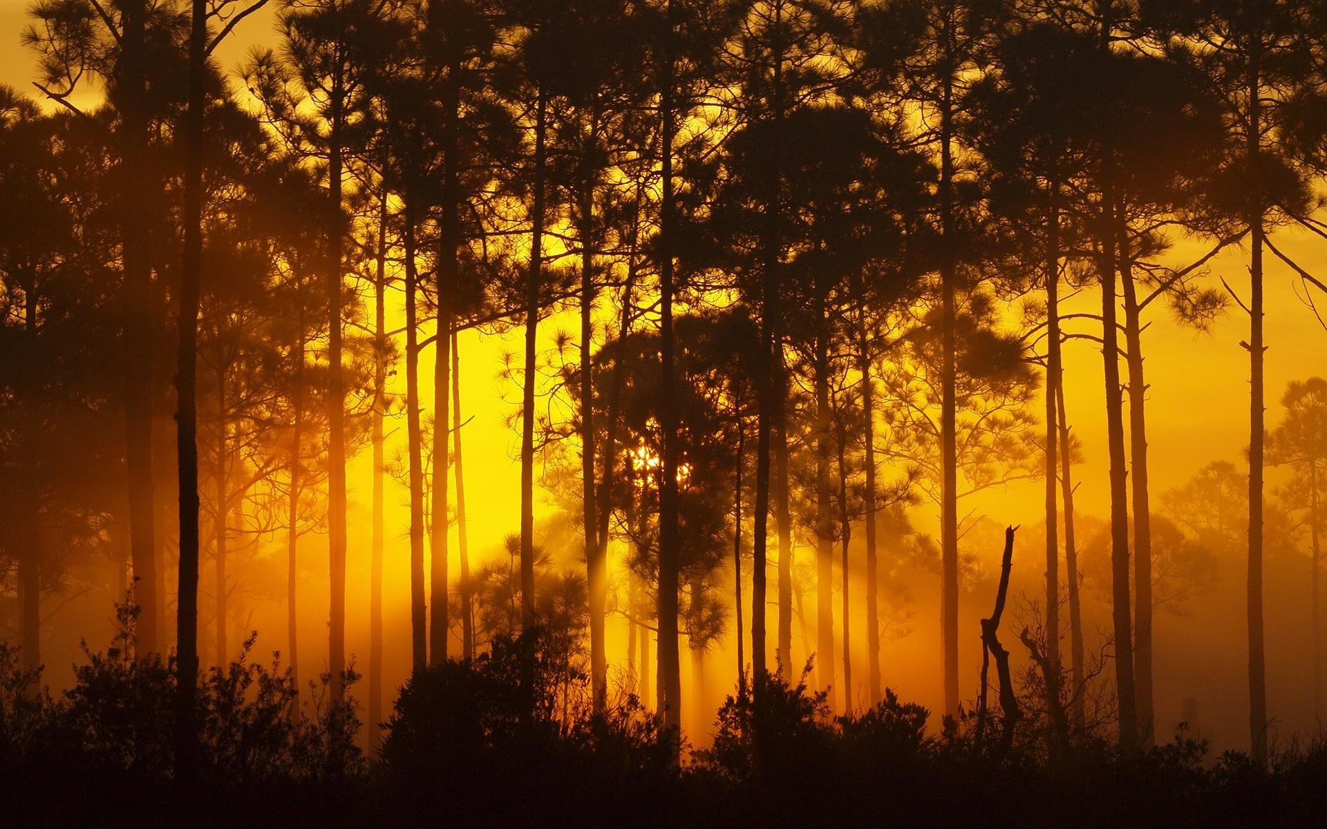 forest, Bush, Landscape, Forest, Tree, Sunset, Sunrise, Yellow, Brown, Orange Wallpaper