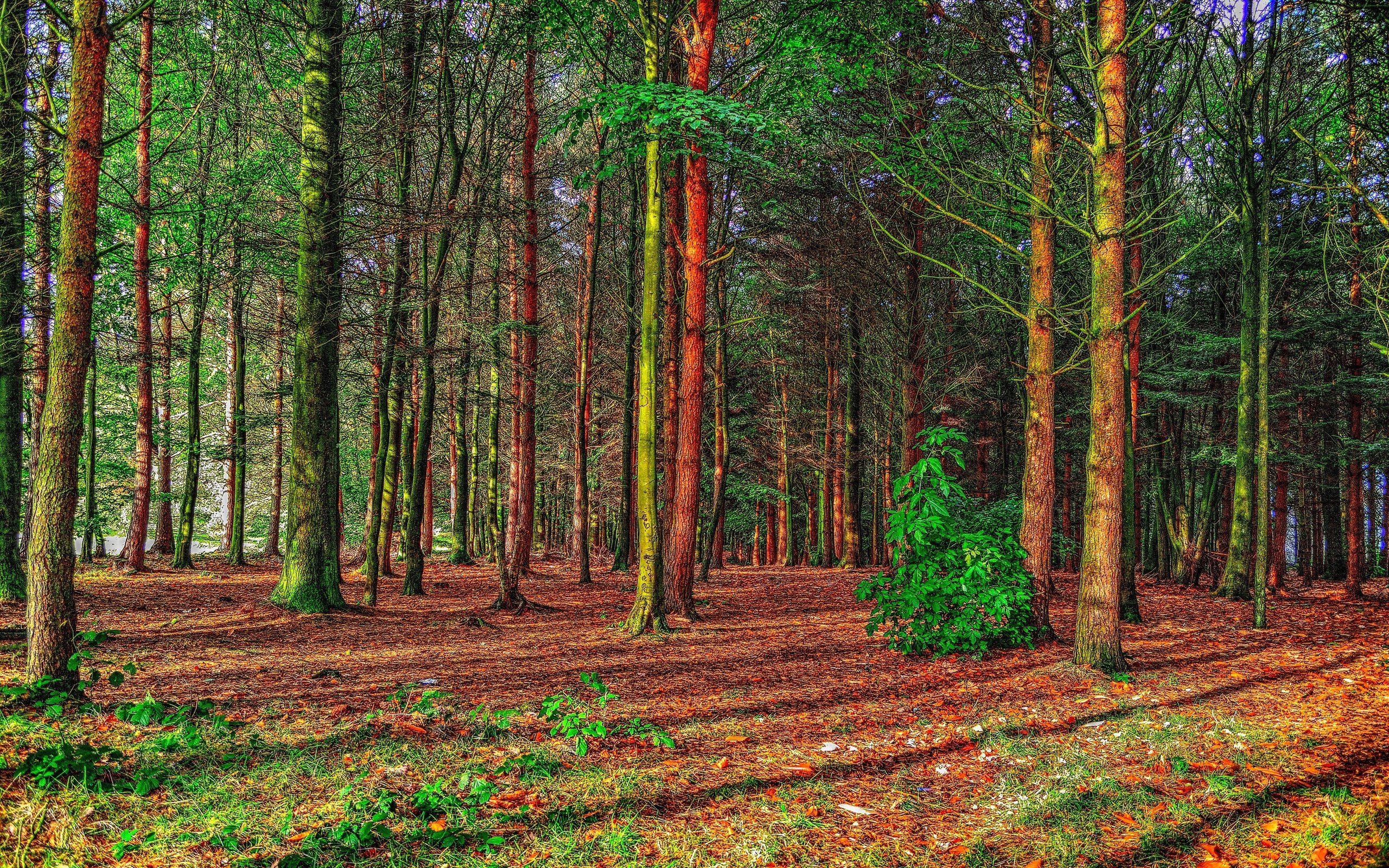 forest, Trees, Nature Wallpaper