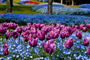 park, Tulips, Nature, Flowers, Japan, Akashi, Kaikyo, National, Government, Park