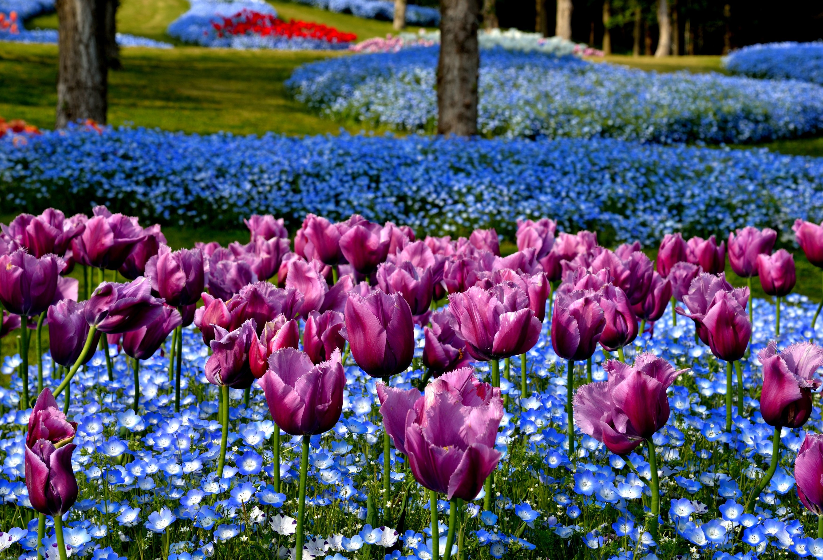 park, Tulips, Nature, Flowers, Japan, Akashi, Kaikyo, National, Government, Park Wallpaper
