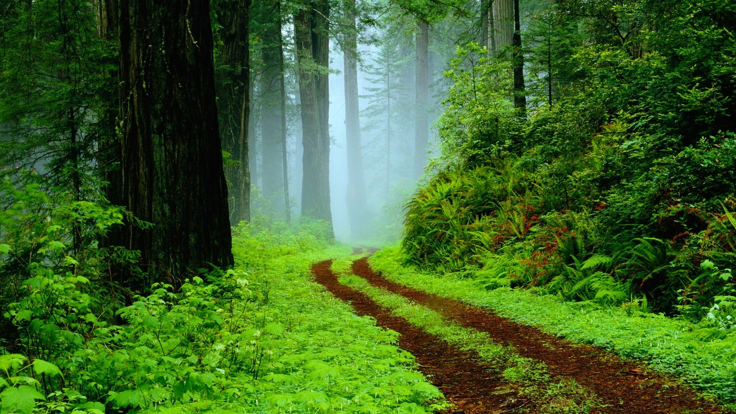 forest, Road, Trees, Fog, Nature Wallpaper