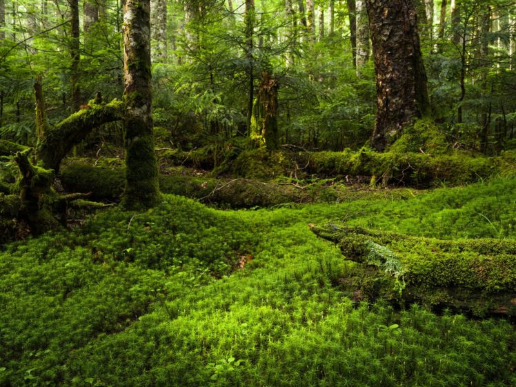 moss, Forest, Japan HD Wallpaper Desktop Background
