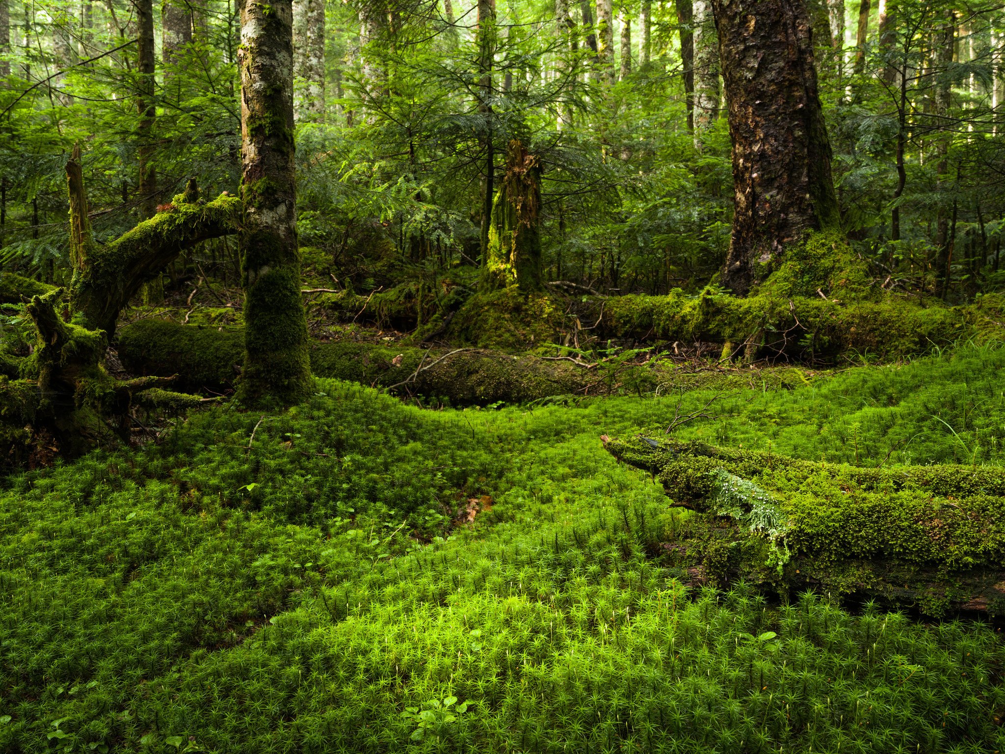 moss, Forest, Japan Wallpaper