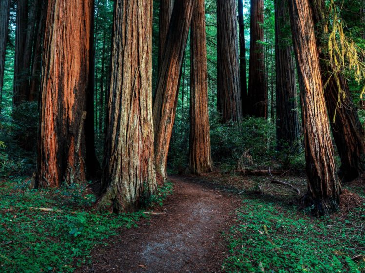 forest, Trees, Walking, Paths, Nature HD Wallpaper Desktop Background