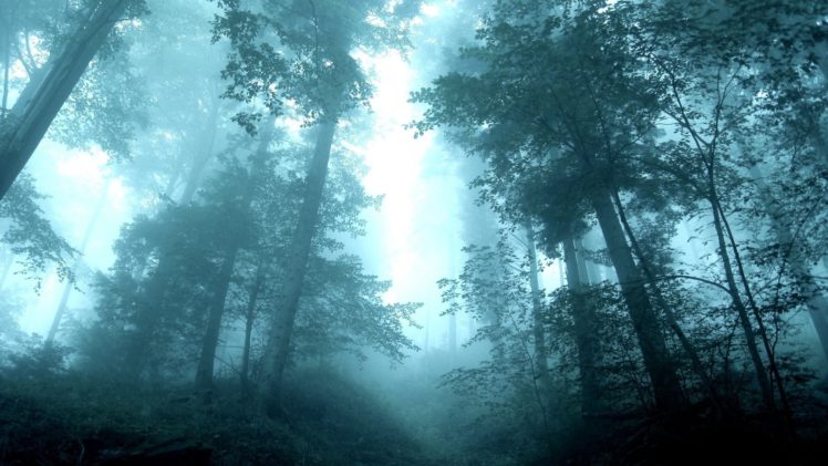 forest, Mist, Morning, Trees, Tall HD Wallpaper Desktop Background