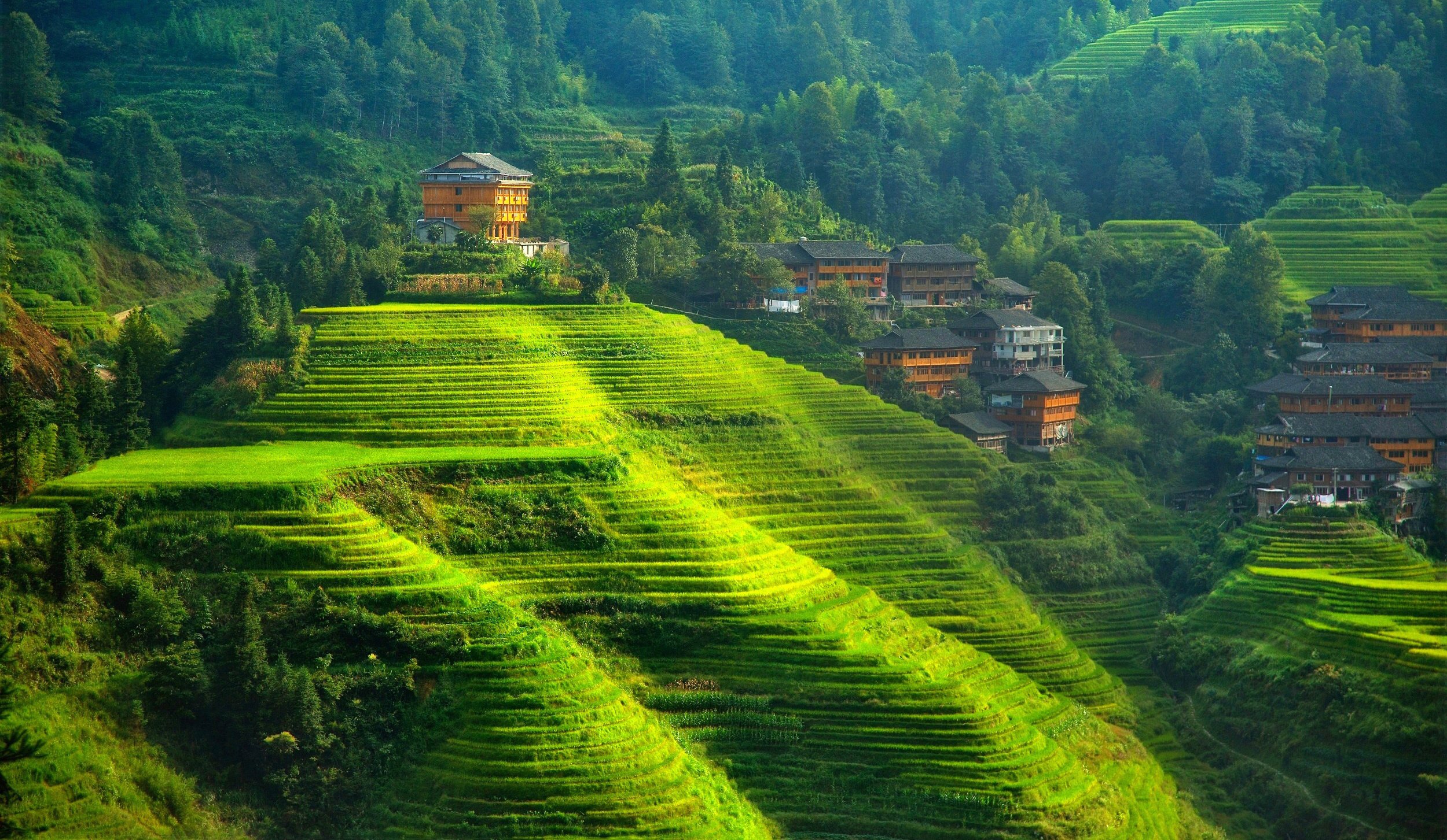 foliage, Forest, Hills, Fields, Trees, Village, Town, Asian, Rice, Farm, Rustic Wallpaper