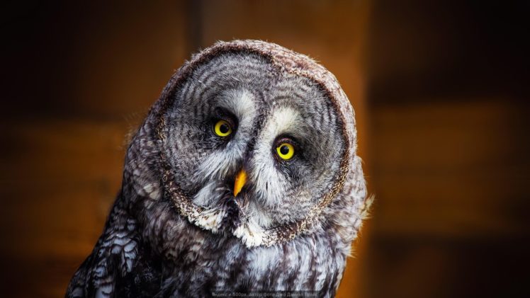 owl, Owls, Eyes HD Wallpaper Desktop Background