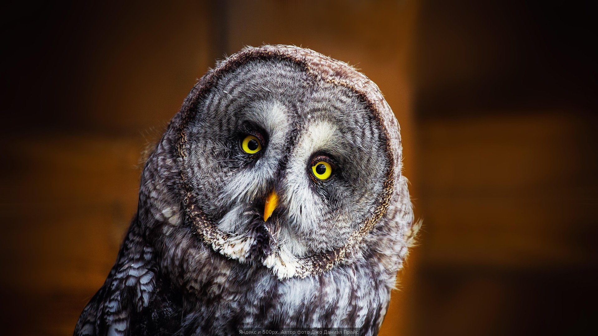 owl, Owls, Eyes Wallpaper