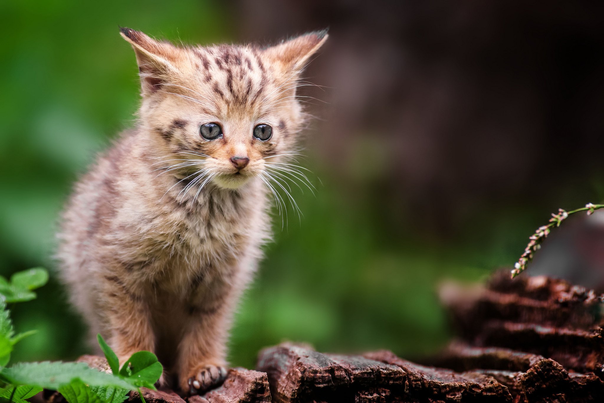 forest, Wild, Gray, Kitten, Baby, Cat Wallpapers HD / Desktop and