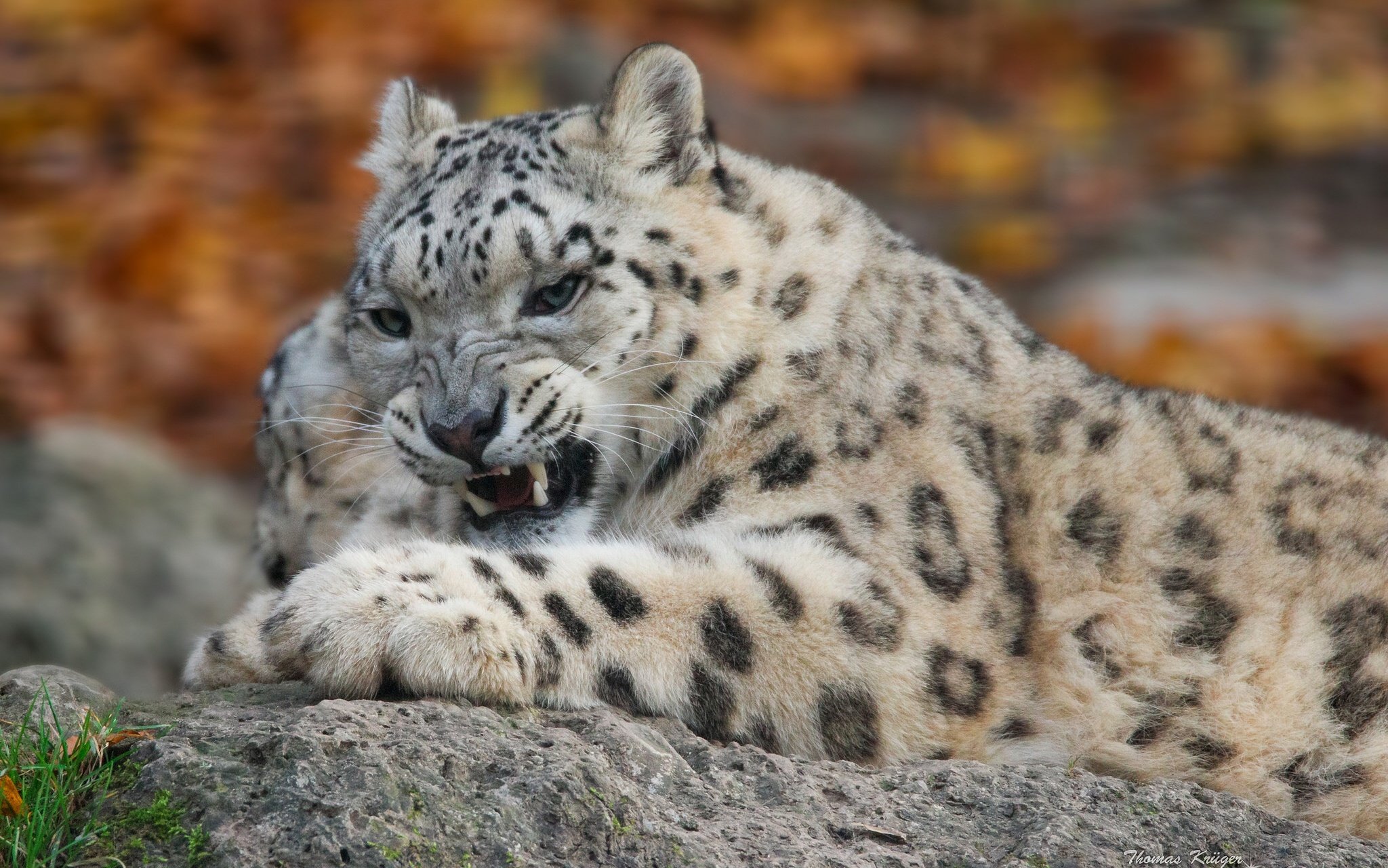 snow, Leopard, Wild, Cat, Predator, Teeth Wallpaper
