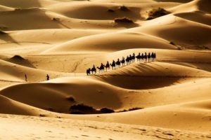 desert, Sand, Camels, Caravan, Sun