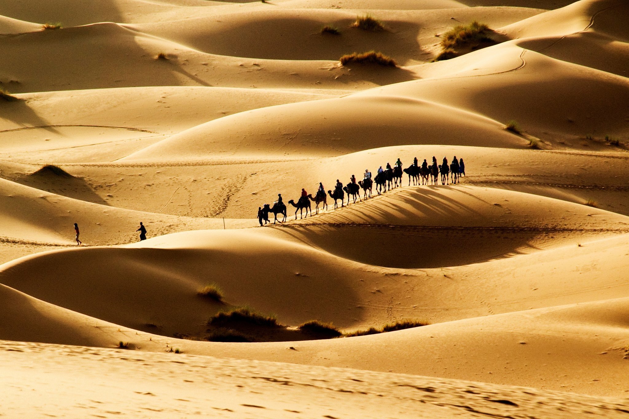 desert, Sand, Camels, Caravan, Sun Wallpaper