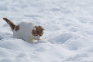 cat, White, Red, Snow, Winter, Kitten, Baby