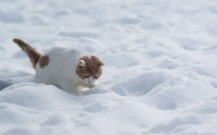 cat, White, Red, Snow, Winter, Kitten, Baby HD Wallpaper Desktop Background