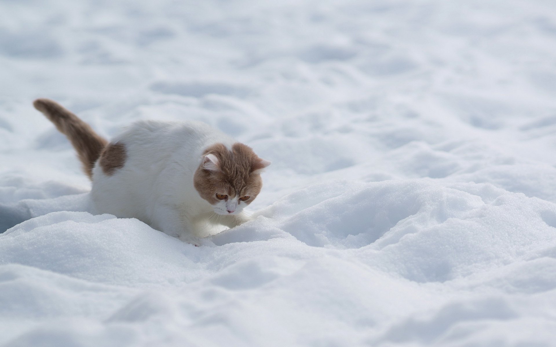 cat, White, Red, Snow, Winter, Kitten, Baby Wallpaper
