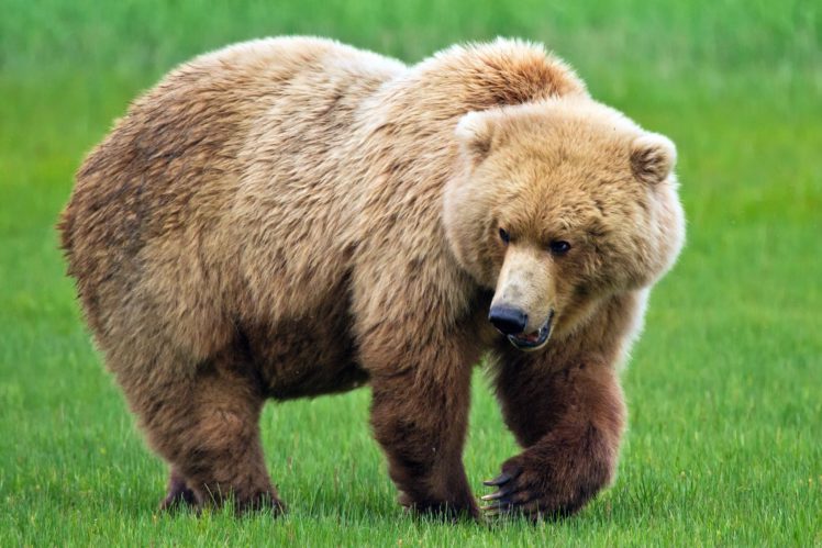 bear, Grass, Animal HD Wallpaper Desktop Background