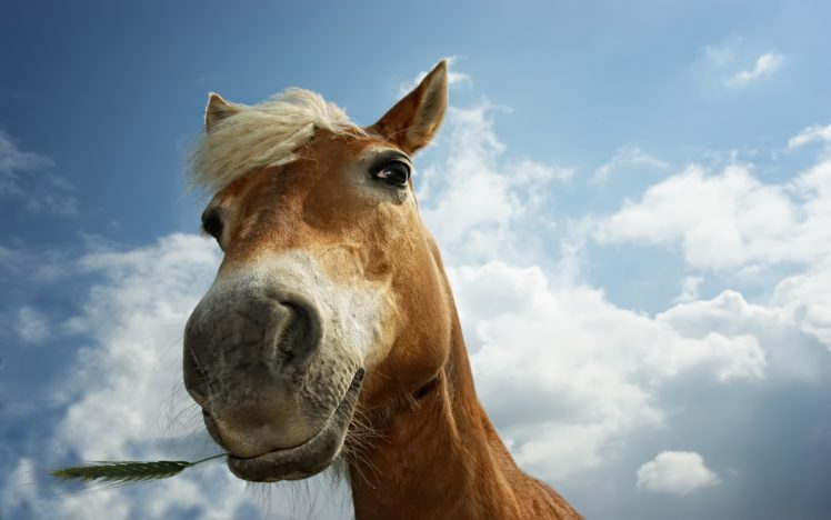 clouds, Animals, Horses HD Wallpaper Desktop Background