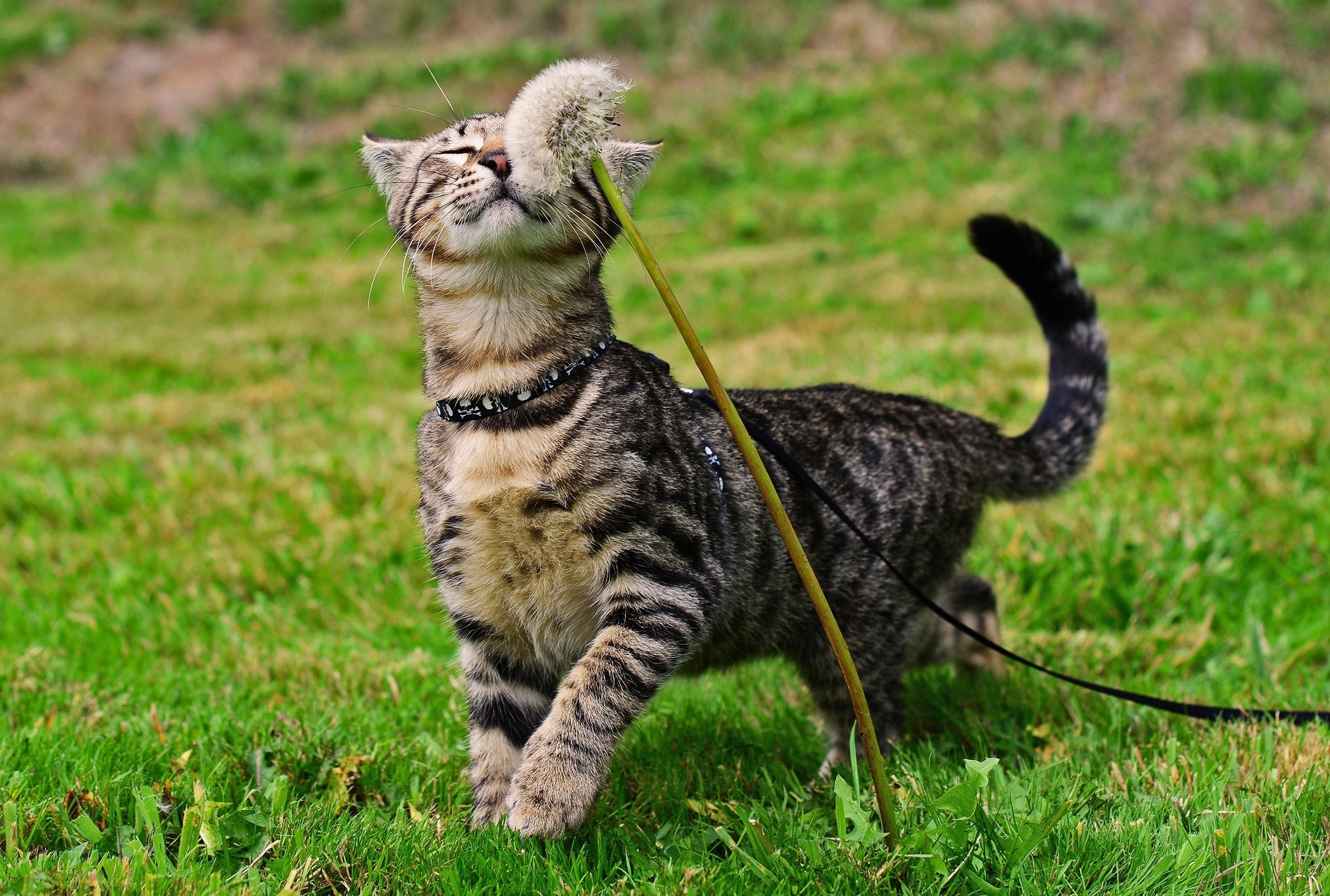 cat, Dandelion, Grass Wallpaper