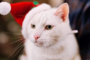 cat, White, Christmas, Holiday