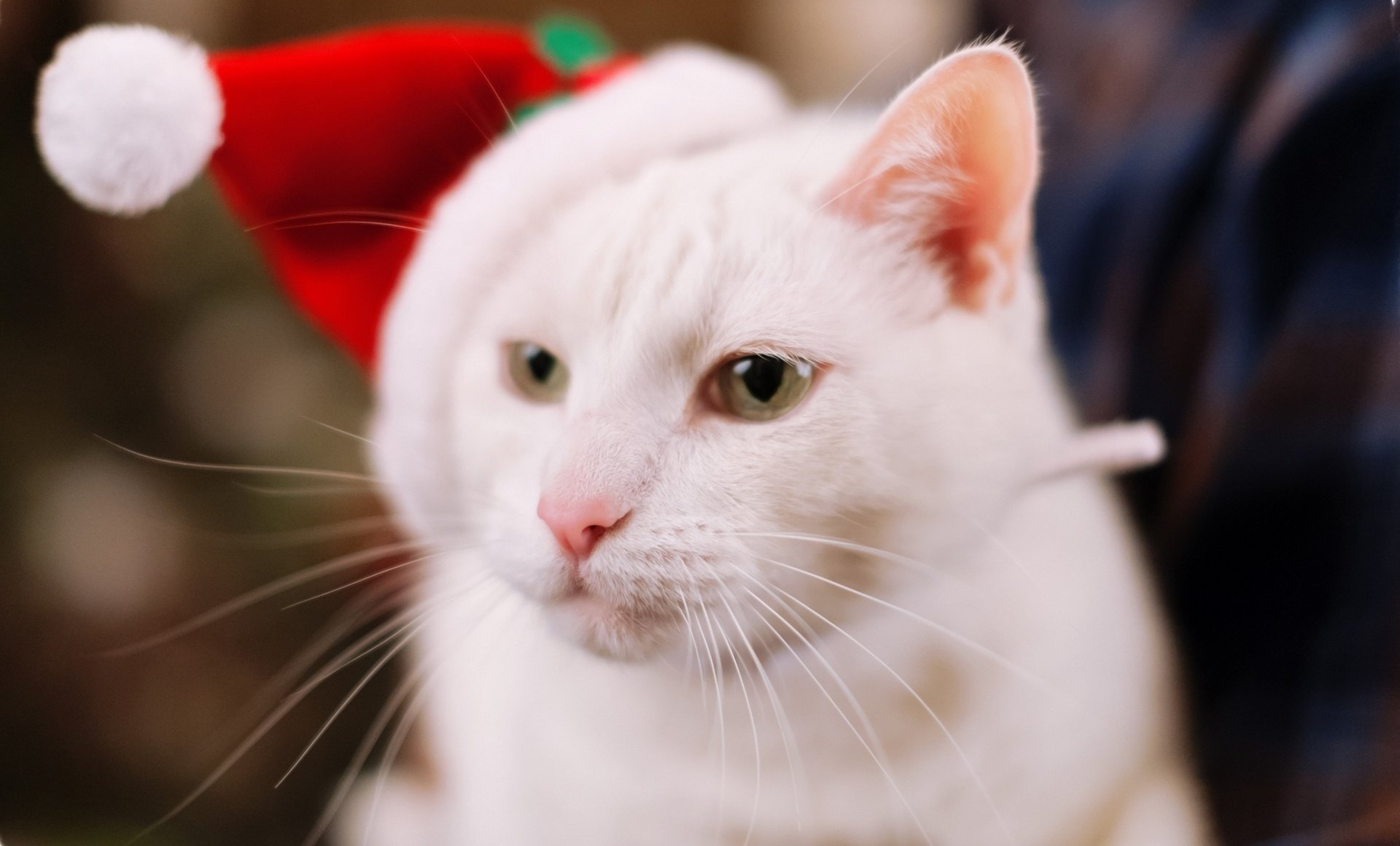 cat, White, Christmas, Holiday Wallpapers HD / Desktop and Mobile