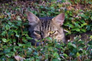 cat, Face, Grass, Eyes, Funny, Humor
