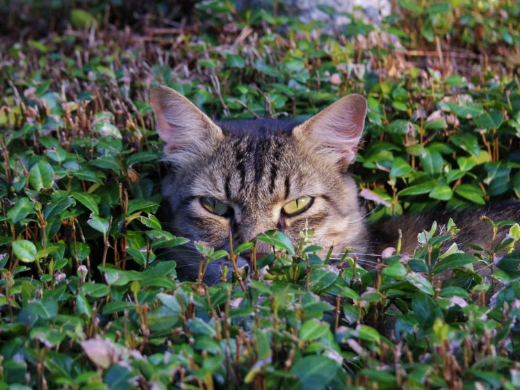 cat, Face, Grass, Eyes, Funny, Humor HD Wallpaper Desktop Background