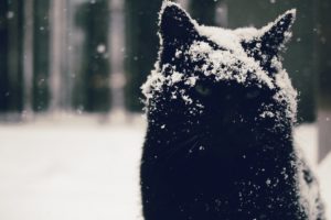 winter, Snow, Cat, Funny, Humor, Bokeh