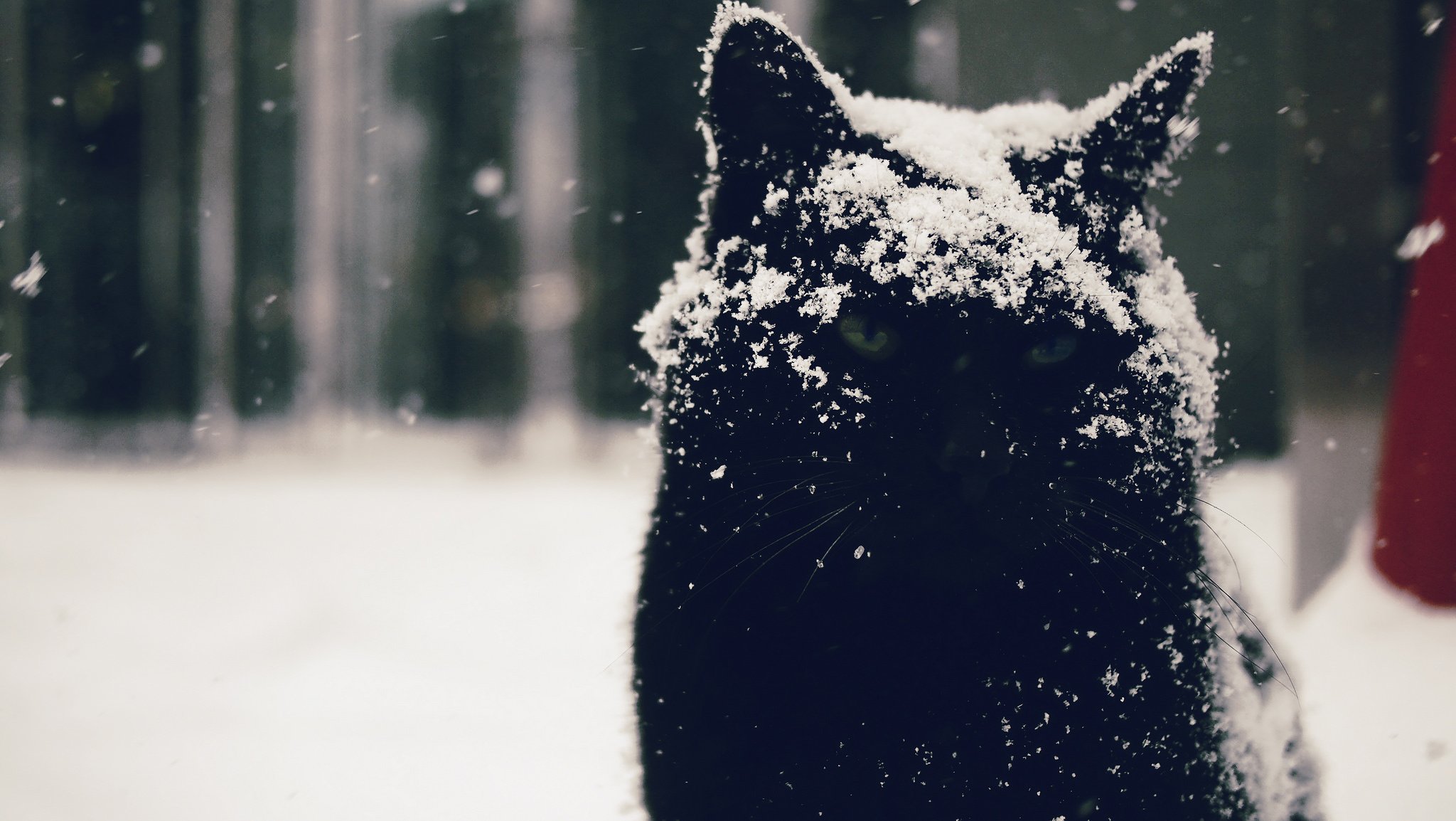 winter, Snow, Cat, Funny, Humor, Bokeh Wallpaper
