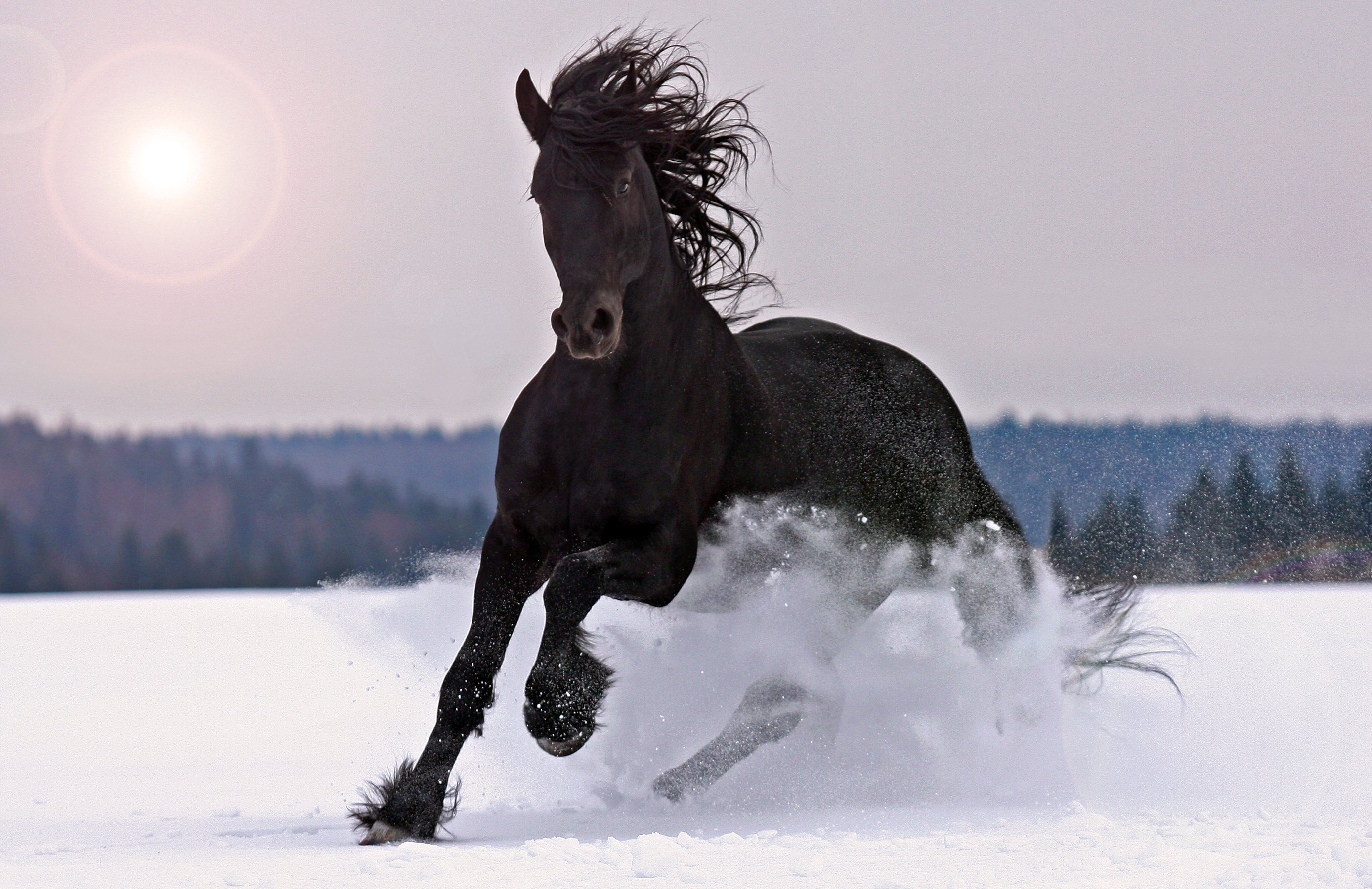 animals, Winter, Horse, Snow, Black Wallpaper