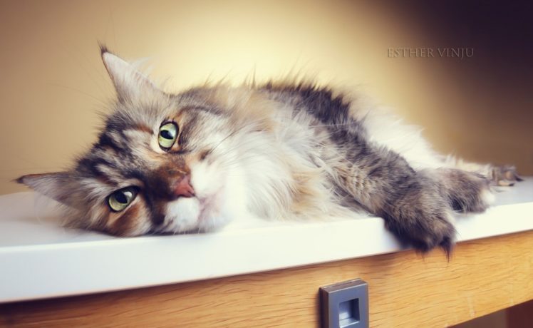cat, Furry, Lying HD Wallpaper Desktop Background