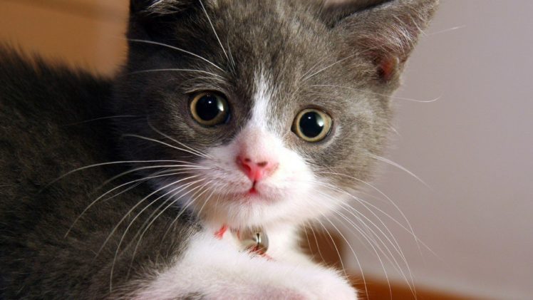 kitten, Muzzle, Bell, Baby, Cat HD Wallpaper Desktop Background