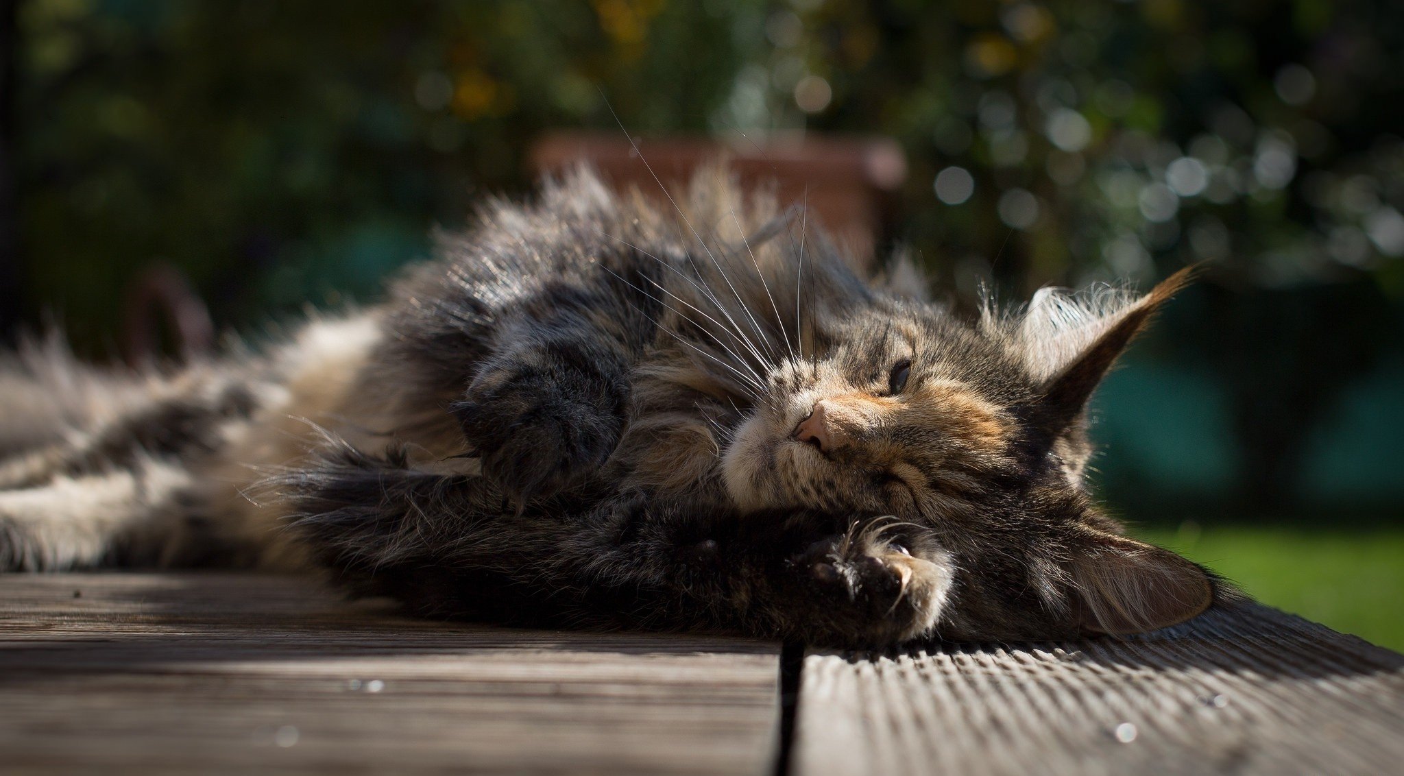 cat, Furry, Sleep, Sleeping Wallpaper