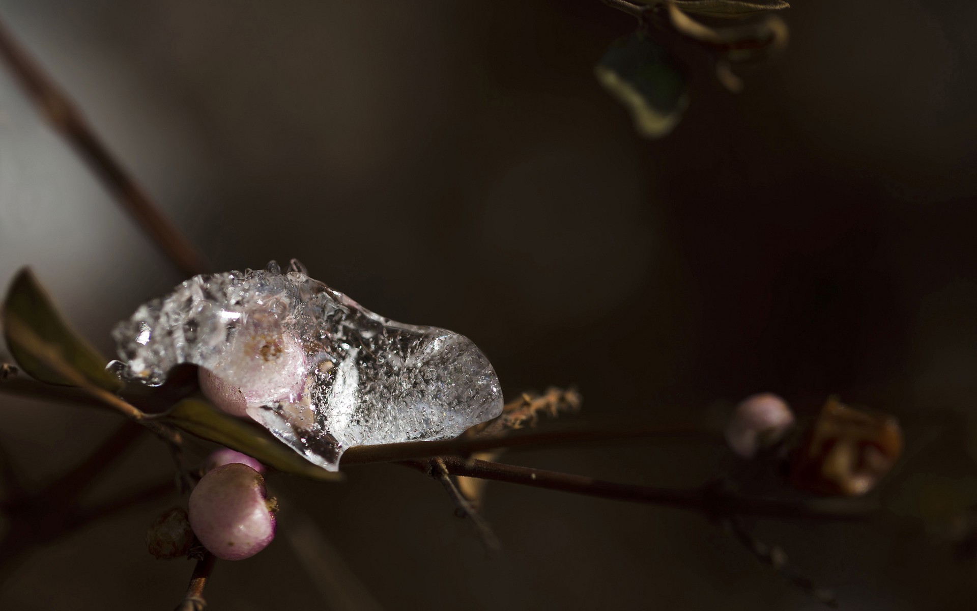 ice, Plants Wallpaper
