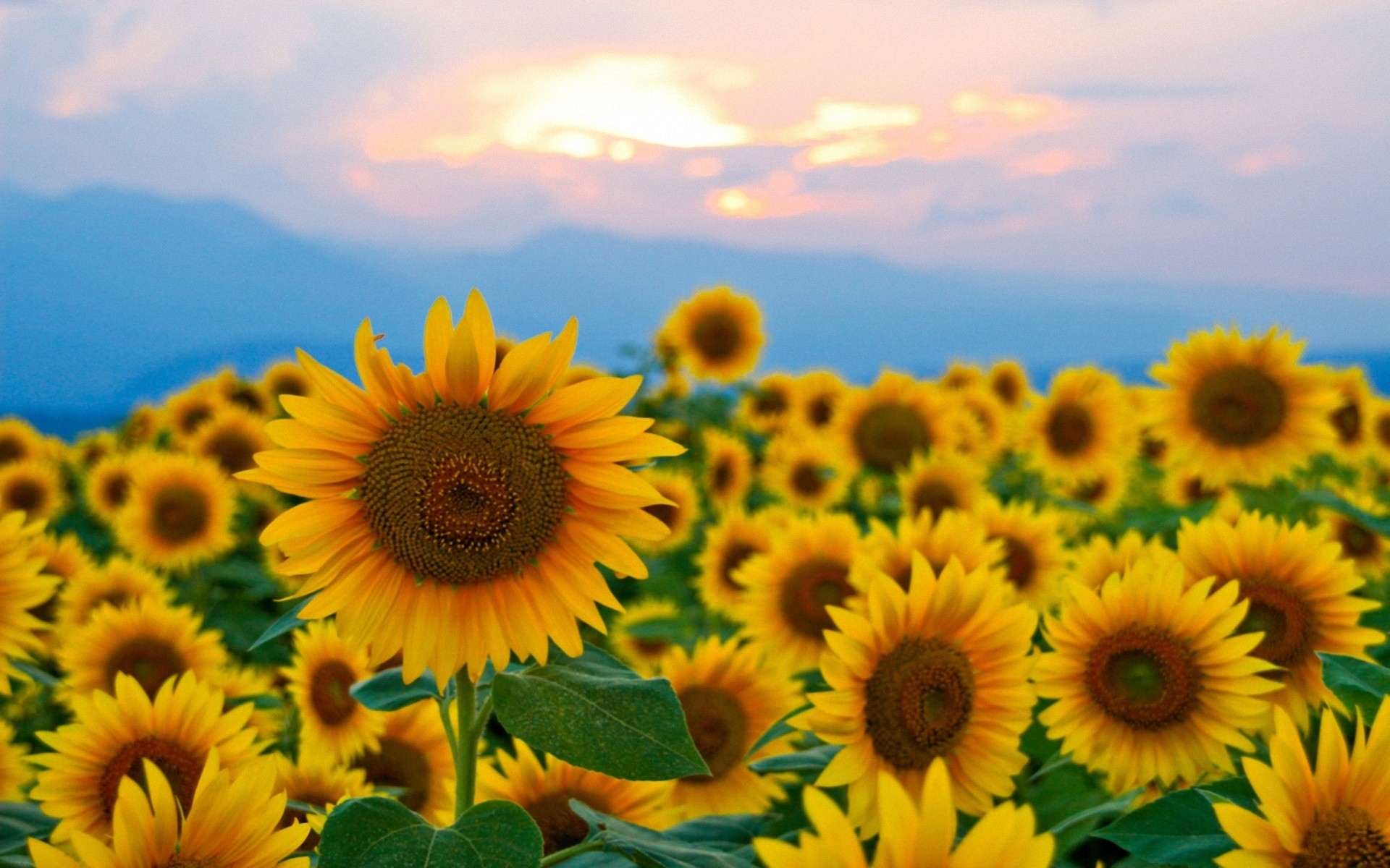 landscapes, Nature Wallpaper