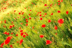 nature, Poppy, Red, Flowers