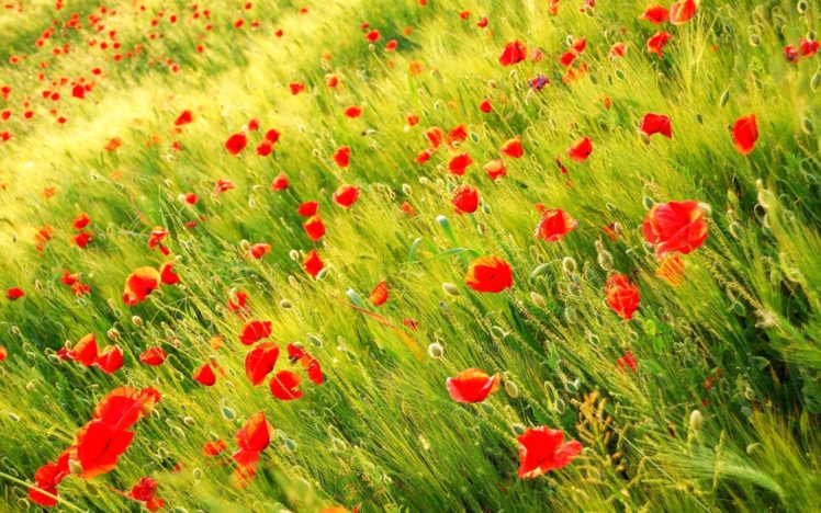 nature, Poppy, Red, Flowers HD Wallpaper Desktop Background