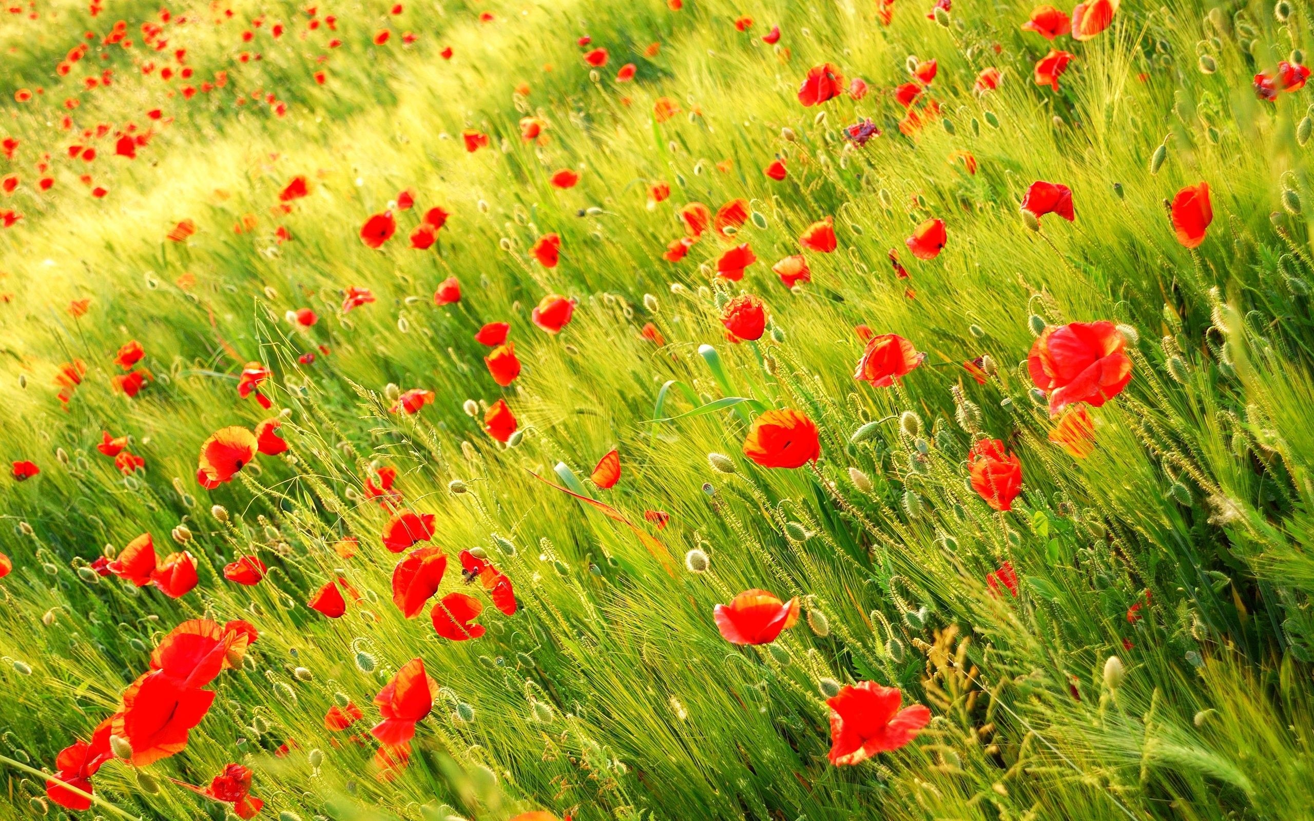 nature, Poppy, Red, Flowers Wallpaper