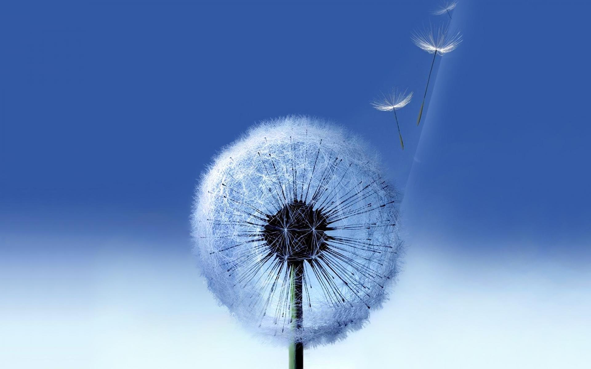560523 Wallpaper