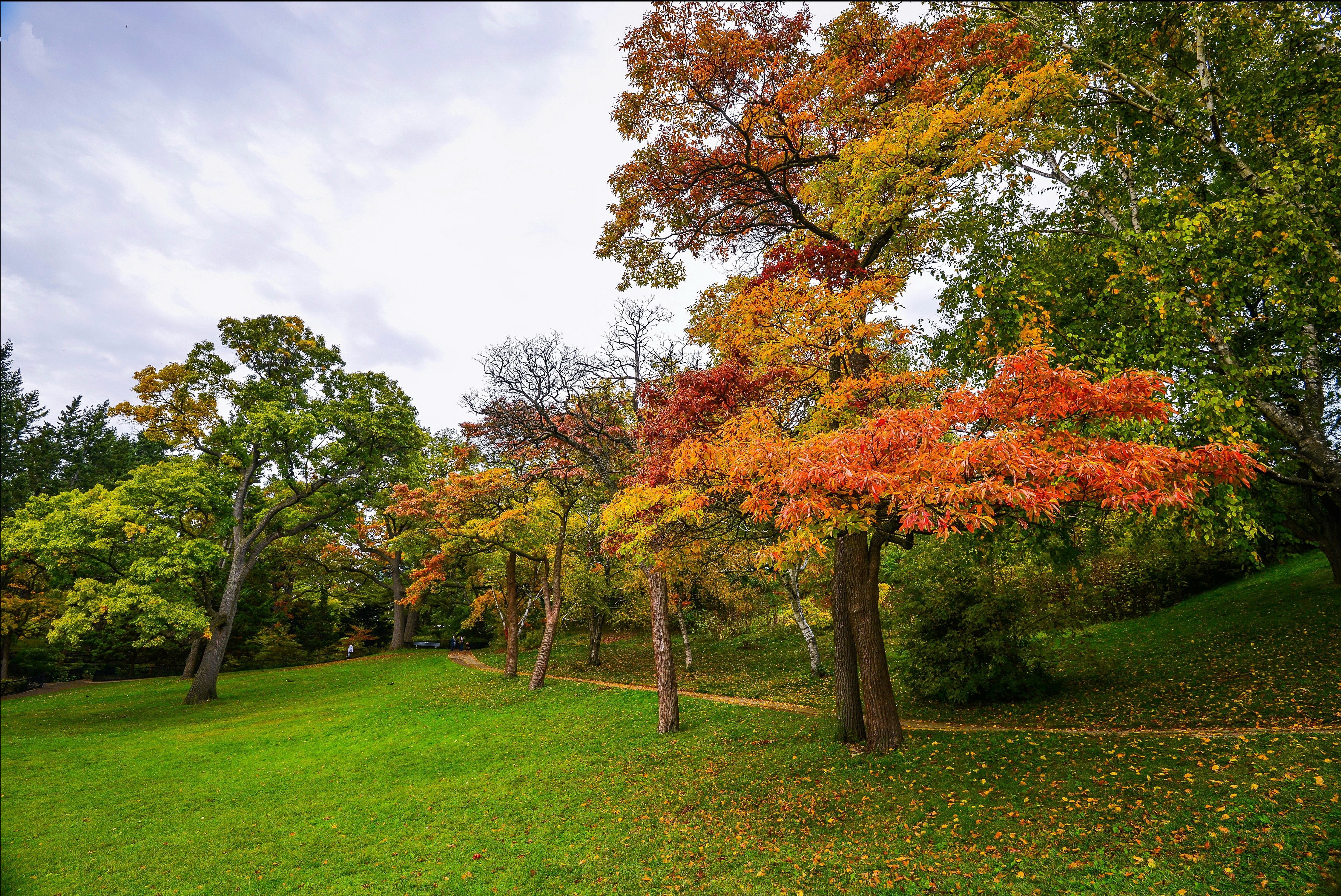 seasons, Autumn, Park, Trees, Grass, Trail, Nature, Forest, Garden Wallpaper